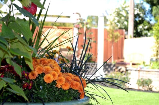 garden-accents-jpm-landscape-img~b1018f8600fe4043_14-7694-1-d455e82